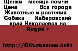 Щенки 4 месяца-помчи › Цена ­ 5 000 - Все города Животные и растения » Собаки   . Хабаровский край,Николаевск-на-Амуре г.